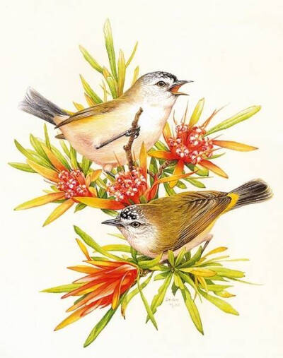 插画家Deidre Hunt笔下的水彩鸟儿，色彩鲜艳，姿态优美。栖息枝头的鸟儿们，与花朵相依偎。（共9张）@昕诺