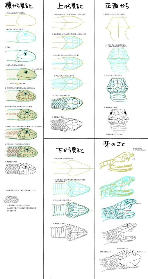 蛇的绘画教程~