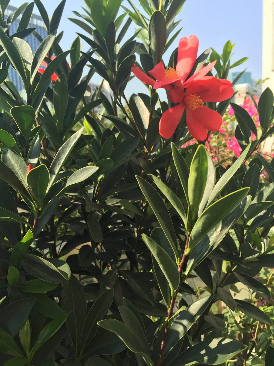 小雪·27度☀️阳台上的花开得正好