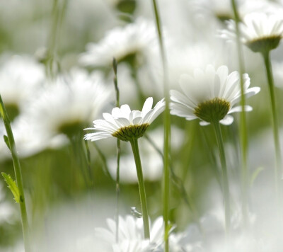 阿姆斯特丹的雏菊 其实也没啥两样= =