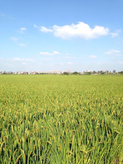 你还能相信这里是上海么，稻田与蓝天