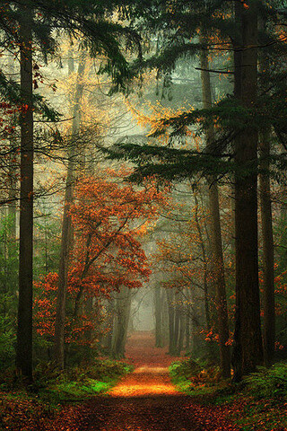 秋天，荷兰