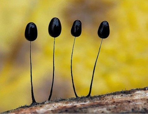 黑发黏菌 Comatricha nigra ，黑黑亮亮的还蛮漂亮的。