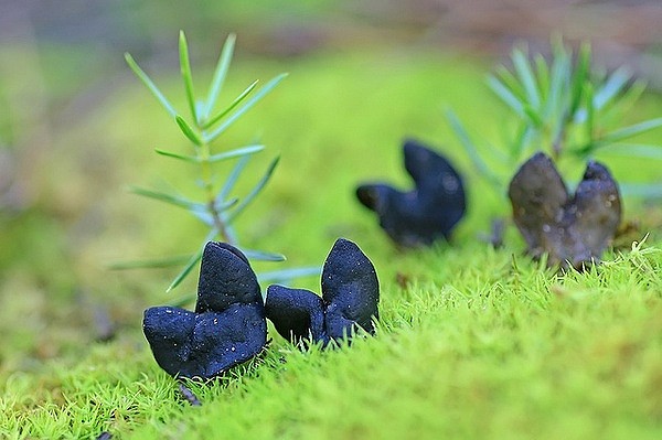 Hygrocybe glanda ，湿伞属的小东西。