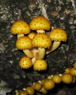 金毛鳞伞 Pholiota aurivella 。