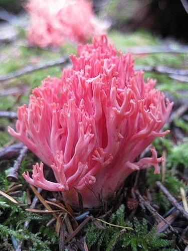 枝瑚菌 Ramaria araiospora 。