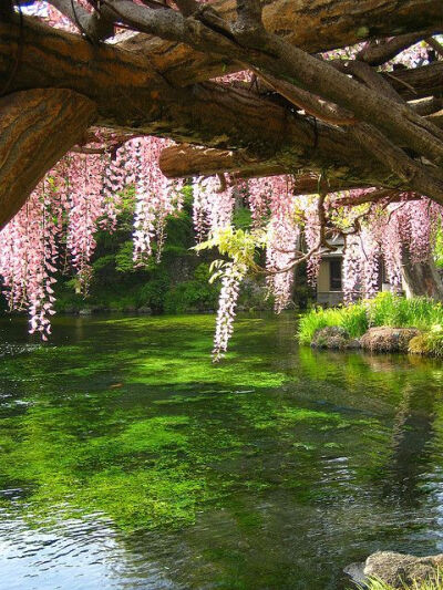 Wisteria Bridge, Kyoto, Japan