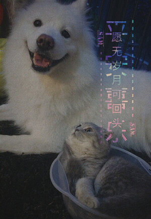 分割字 心事 心情 祝福 愿无岁月可回头 回忆专用小马甲 妞妞 端午 Sam君自制