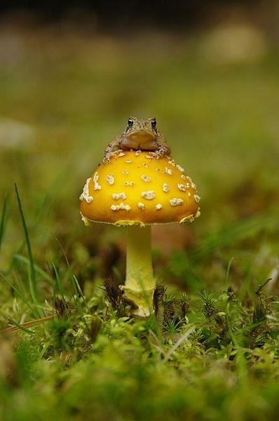 美丽毒蝇鹅膏 Amanita muscaria var. formosa ，上边那只蛙不认识......