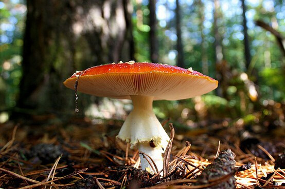 毒蝇鹅膏菌 Amanita muscaria ，超级玛丽里的变大蘑菇的原型，也是童话中最常见的蘑菇造型。