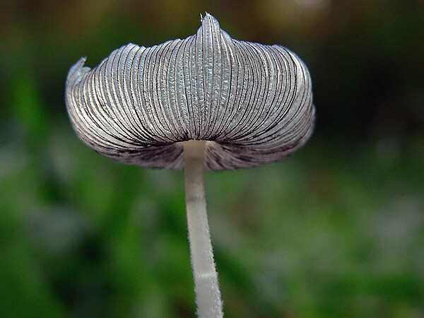 白绒鬼伞 Coprinus lagopus