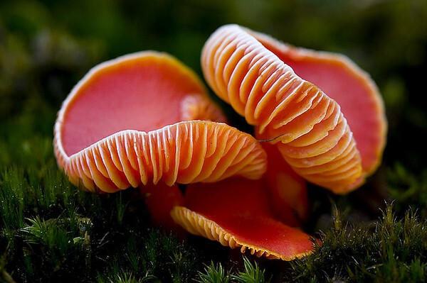 亮红湿伞 Hygrocybe miniata