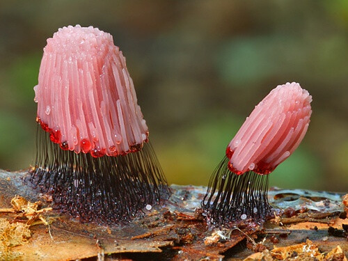 褐发网菌 Stemonitis fusca