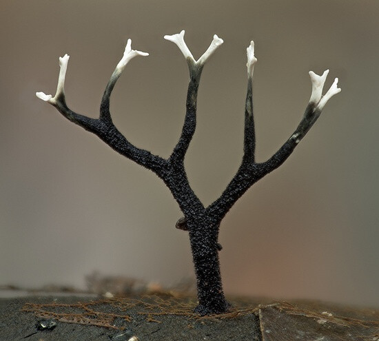 xylariasp炭角菌属某物鹿角炭角菌xylariahypoxylon