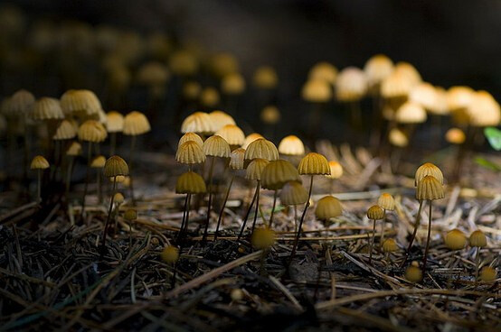 玻珀皮?。ǜ尚∑ど。?Marasmius siccus