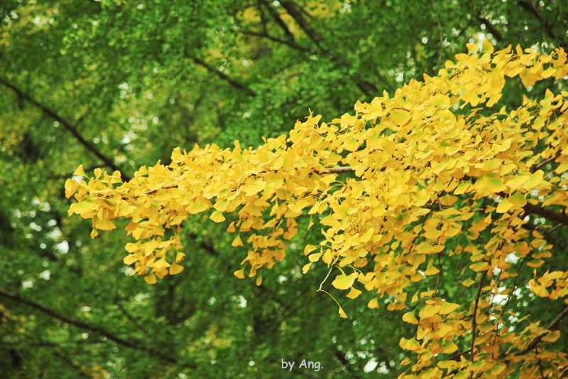 最美的季节，最心动的颜色！foto by Catlee