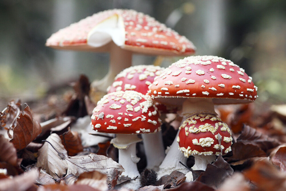 毒蝇鹅膏菌（毒蝇伞） Amanita muscaria