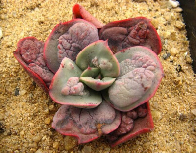 狂野男爵Echeveria ‘Baron Bold’ 景天科／拟石莲花属。