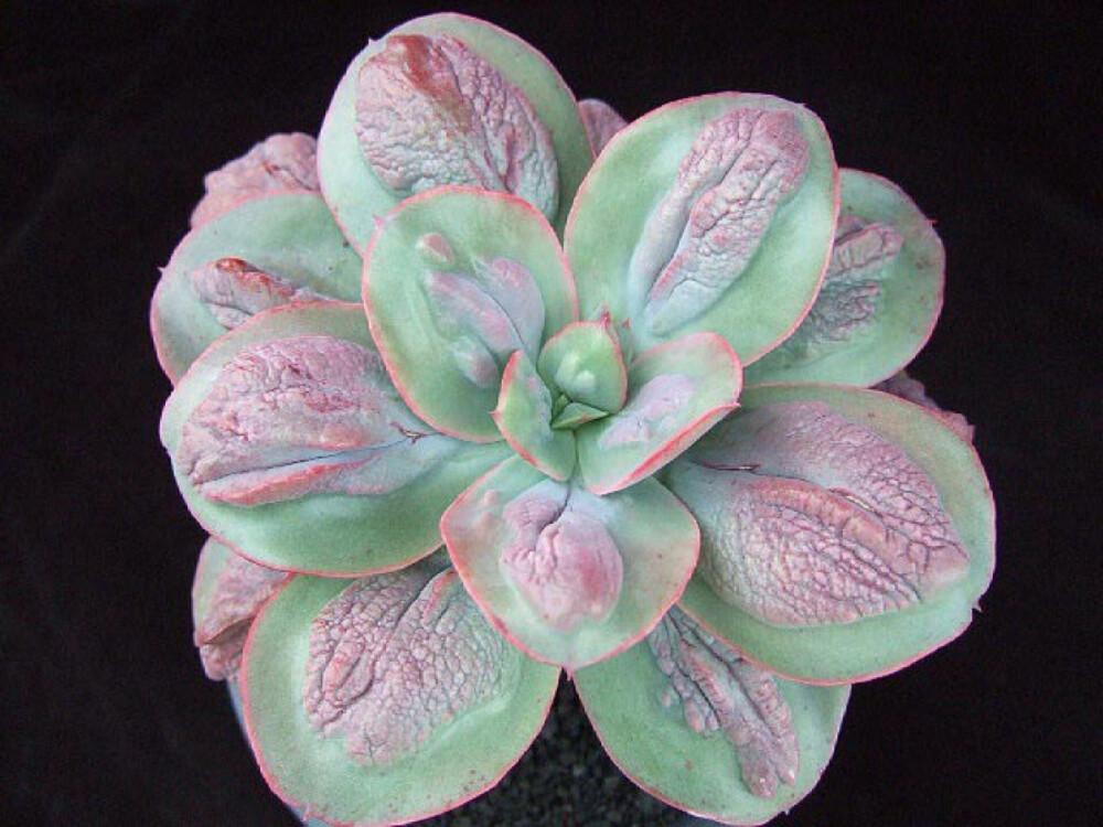 狂野男爵Echeveria ‘Baron Bold’ 景天科／拟石莲花属。