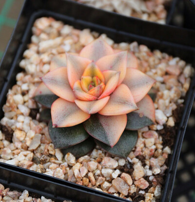 大和锦 Echeveria purpsorum