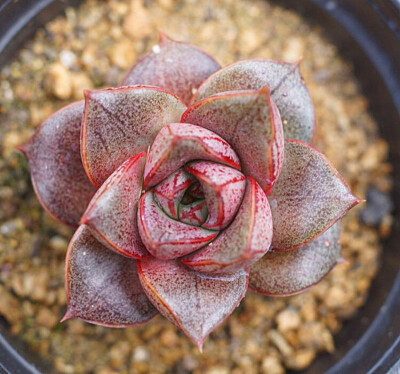 大和锦 Echeveria purpsorum