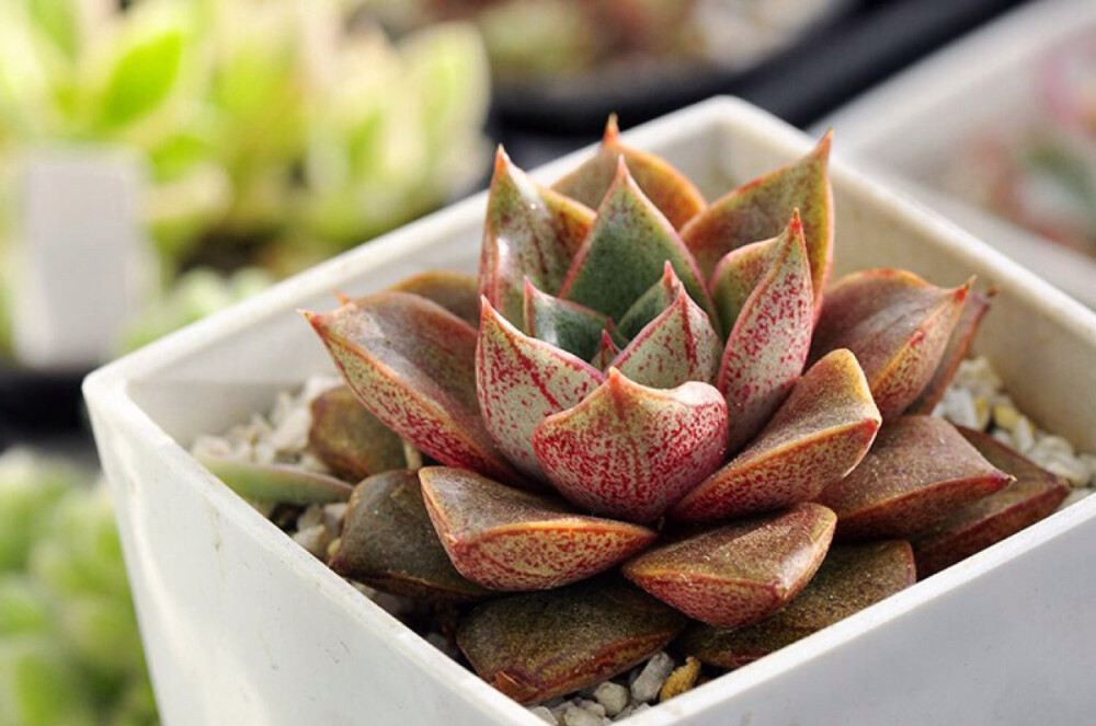 大和锦 Echeveria purpsorum