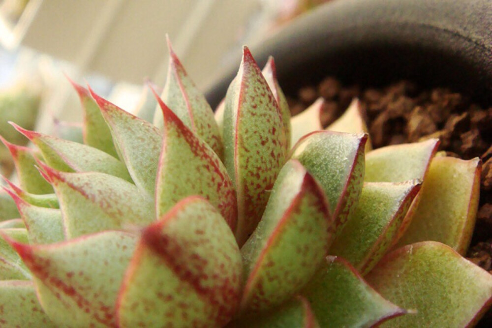 大和锦 Echeveria purpsorum