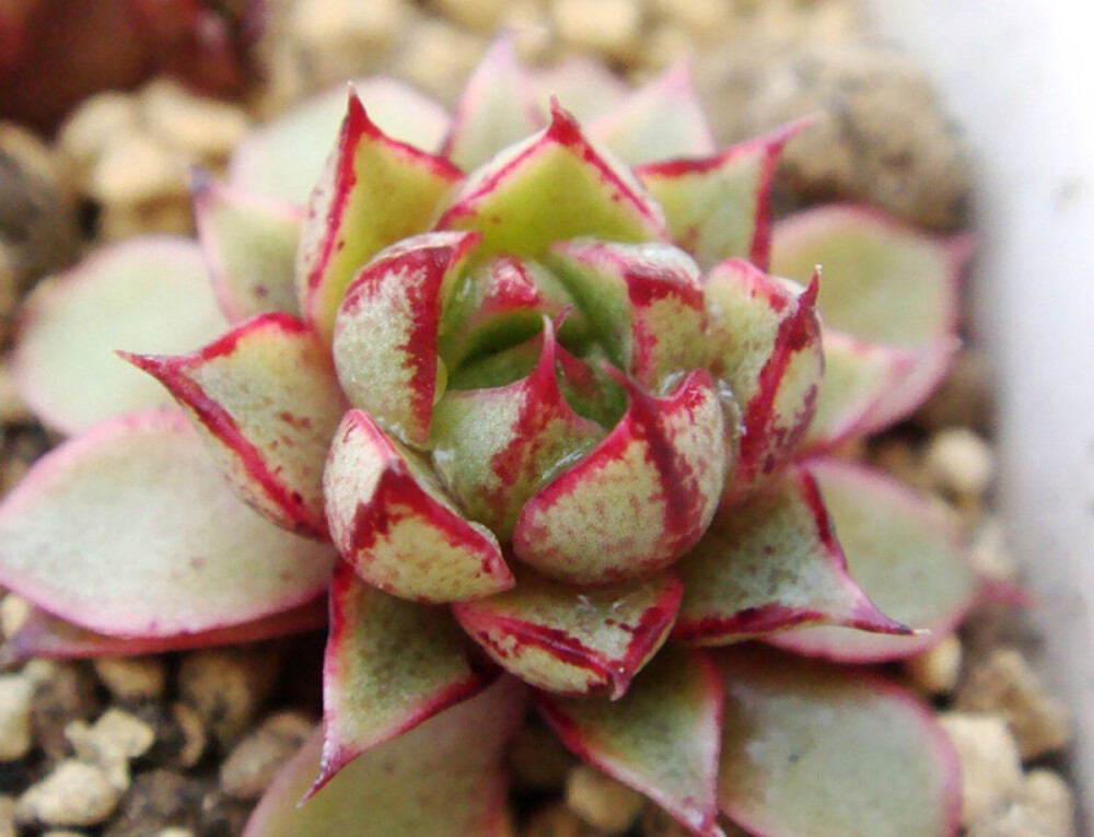 大和锦 Echeveria purpsorum