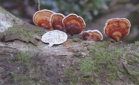 褐扇小孔菌microporusvernicipes