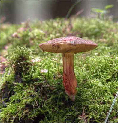 红绒盖牛肝菌 Boletus chrysenteron