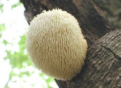 胡须齿菌 Hericium erinaceus