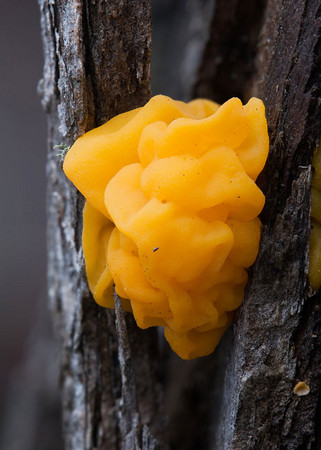 黃金果凍菌 Tremella mesenterica