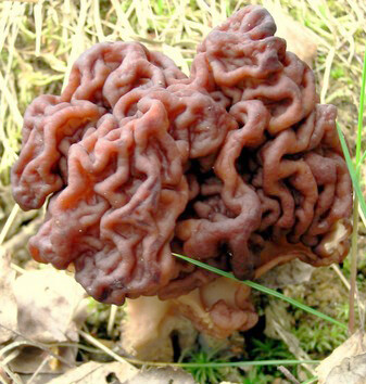 鹿花菌（脑花菌）Gyromitra esculenta，鹿花菌属下的假羊肚菌。