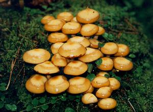 蜜环菌属 Armillaria ，经常食用的是蜜环菌 Armillaria mellea 。