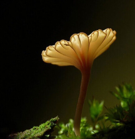 伞形地衣脐菇 Lichenomphallia umbellifera