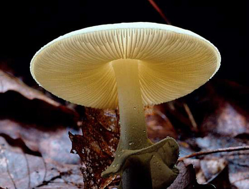 双孢鹅膏 Amanita bisporigera