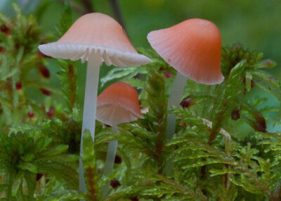 香小菇 Mycena adonis