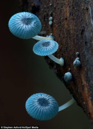 炫蓝蘑菇 Mycena interrupta ，俗称“精灵的梧桐”（Pixies' Parasol）。