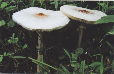 长柄大环柄菇 Macrolepiota dolichaula