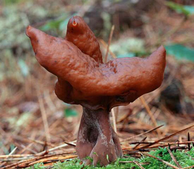 赭鹿花菌 Gyromitra infula