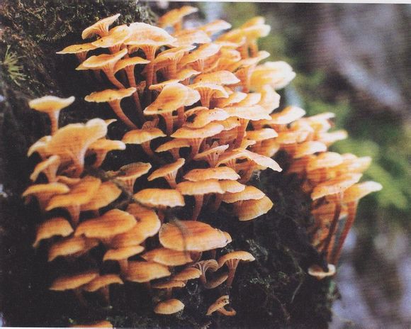 钟形干脐菇 Xeromphalina campanella