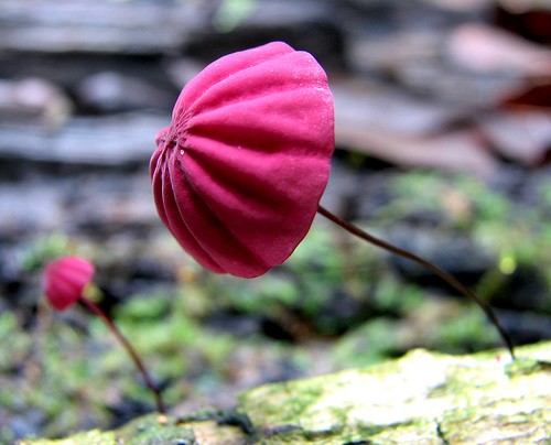 紫红小皮伞 Marasmius pulcherripes