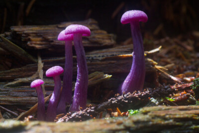 紫蜡蘑 Laccaria amethystina