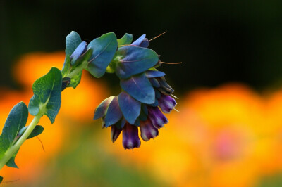 蜜蜡花（蜡花）Cerinthe major ，紫草科蜜蜡花属。