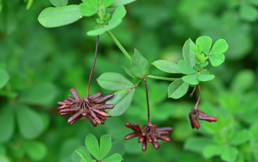 Lathyrus linifolius ，豆科山黧豆属。