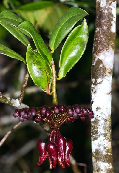 Marcgravia evenia ，蜜囊花科蜜囊花属。这个种的叶片结构特化能增强对蝙蝠的定位超声波的反射，吸引蝙蝠。