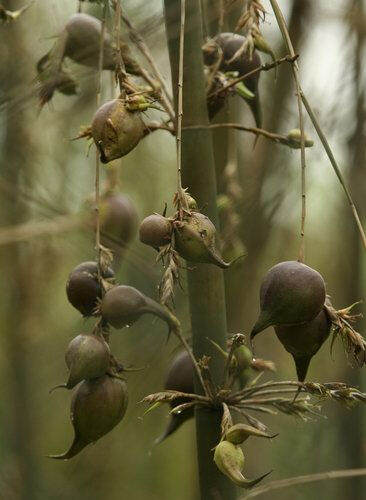 梨竹 Melocanna baccifera ，禾本科梨竹属。原产印度、孟加拉和缅甸，中国台湾、广东（广州）和香港等地都有引种栽培。枝条上悬挂的果实可以直接发出幼株。