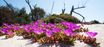 红匍昼花 Carpobrotus rossii ，番杏科海榕菜属（匍昼花属）。因为英文名“Pig Face”暂时用名“猪脸花” 。本属常生于海滨，果实可食（模式种 C. edulis 英文名“sour fig”），茎叶亦可做蔬菜。全属现有20种左右。