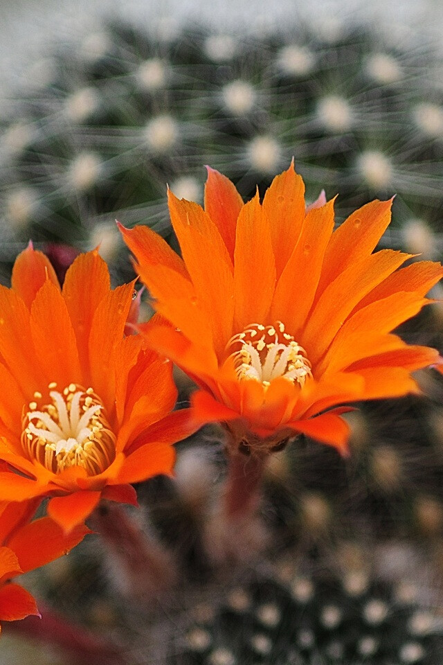 仙人掌的花。