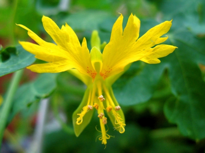 裂叶旱金莲 Tropaeolum peregrinum ，旱金莲科旱金莲属。